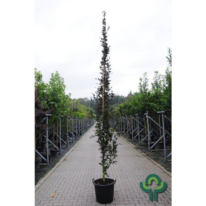 Smalopgaande rode beuk - Fagus sylvatica 'Dawyck Purple'