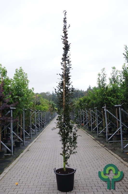 Smalopgaande rode beuk - Fagus sylvatica 'Dawyck Purple'
