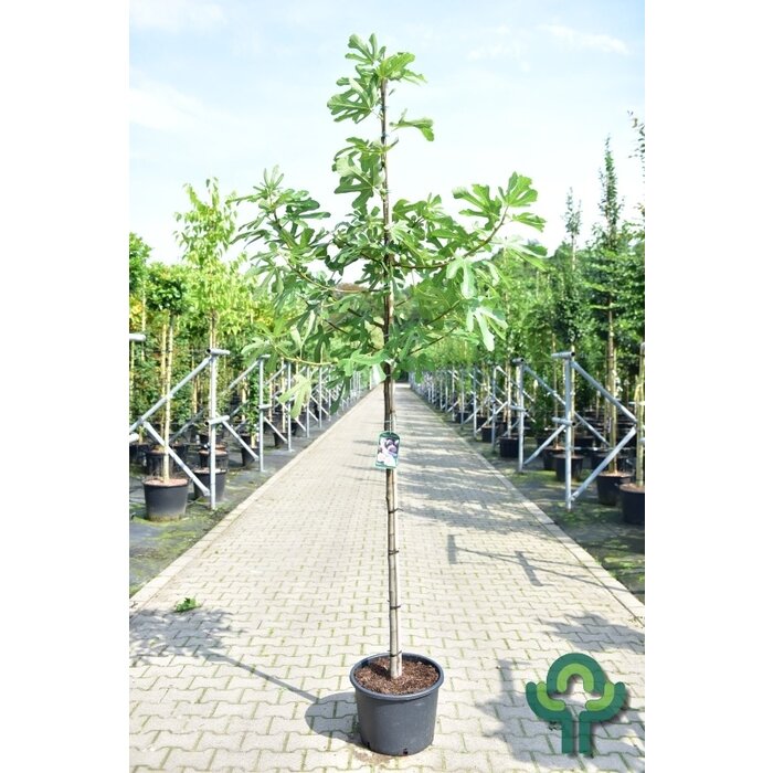 Vijgenboom - Ficus carica