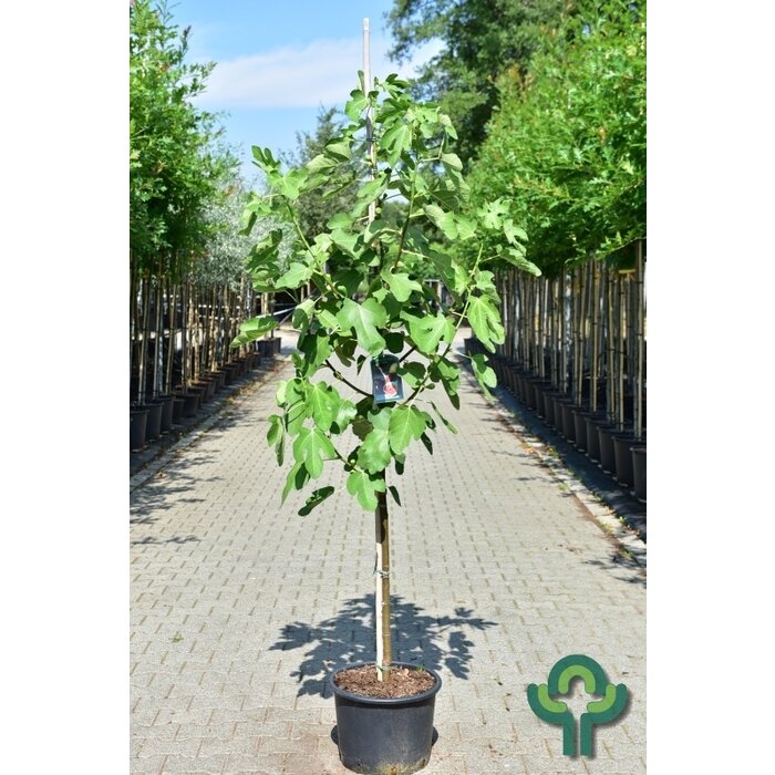 Vijgenboom - Ficus carica