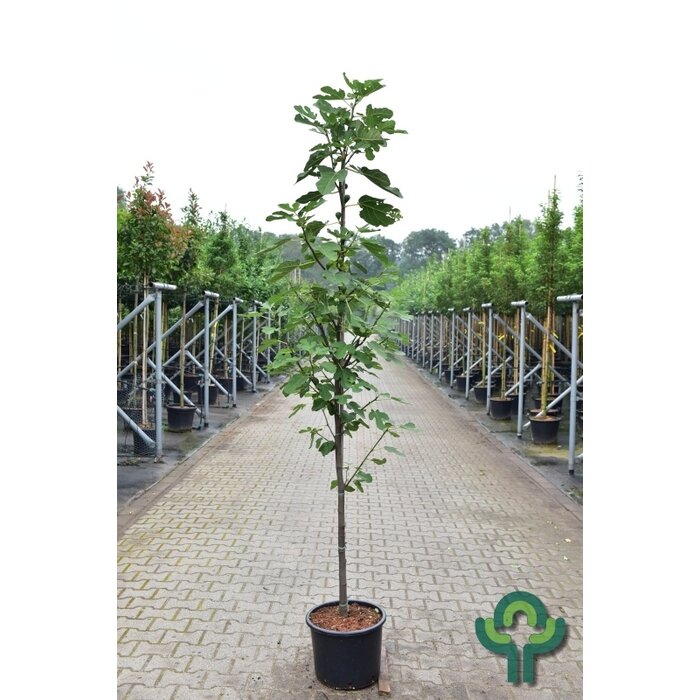 Vijgenboom - Ficus carica