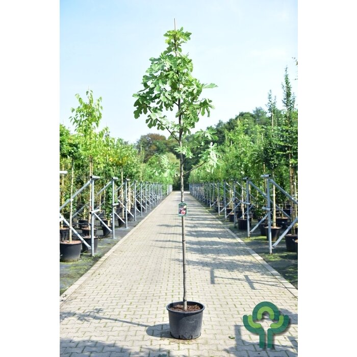 Vijgenboom - Ficus carica