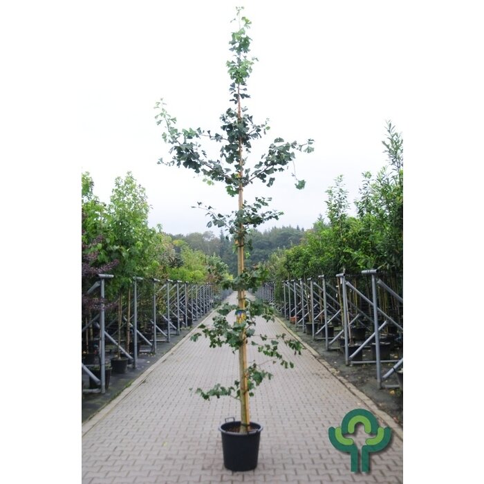 Japanse Notenboom - Ginkgo biloba