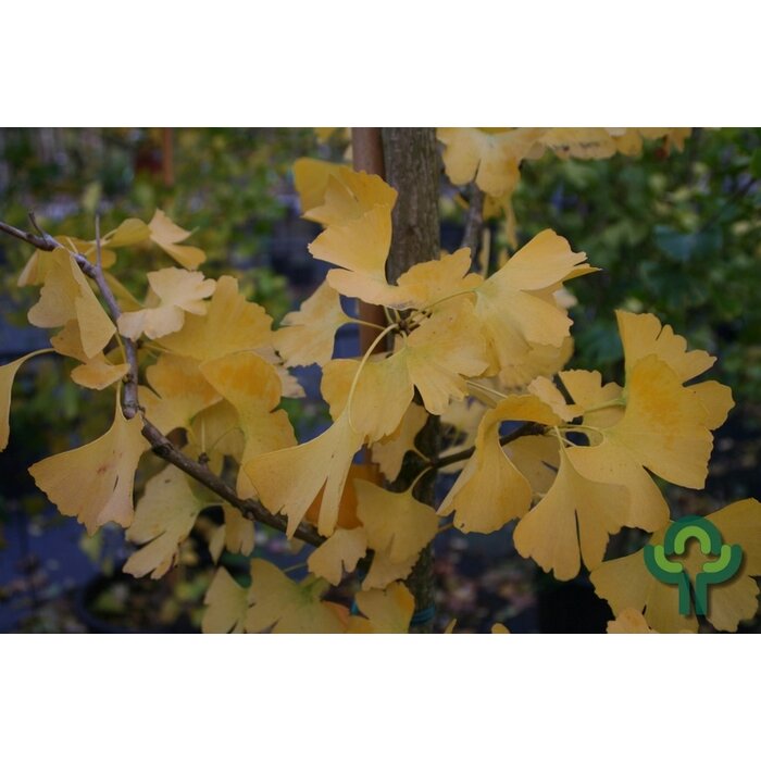 Japanse Notenboom - Ginkgo biloba