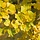Zuilvormige Japanse Notenboom - Ginkgo biloba 'Blagon'