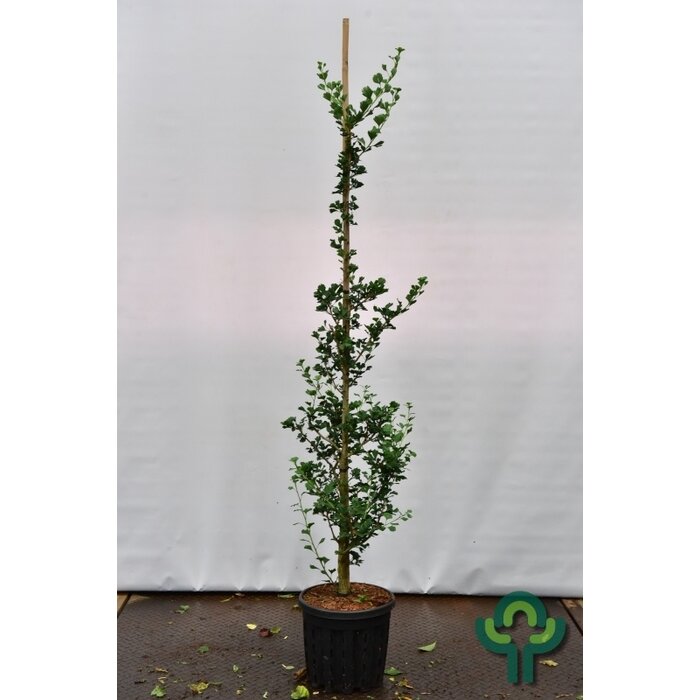 Zuilvormige Japanse Notenboom - Ginkgo biloba 'Menhir'