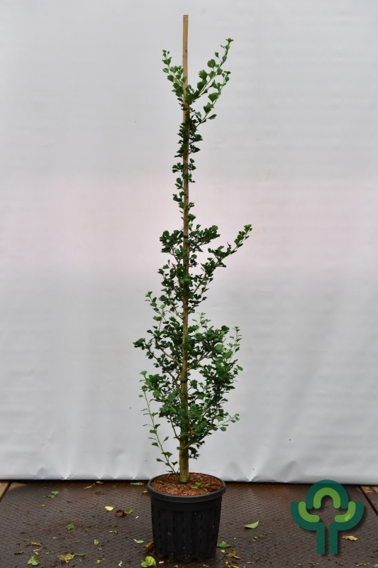 Zuilvormige Japanse Notenboom - Ginkgo biloba 'Menhir'