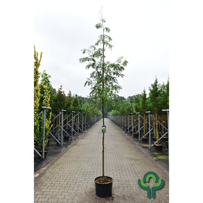 Valse christendoorn - Gleditsia triacanthos 'Skyline'