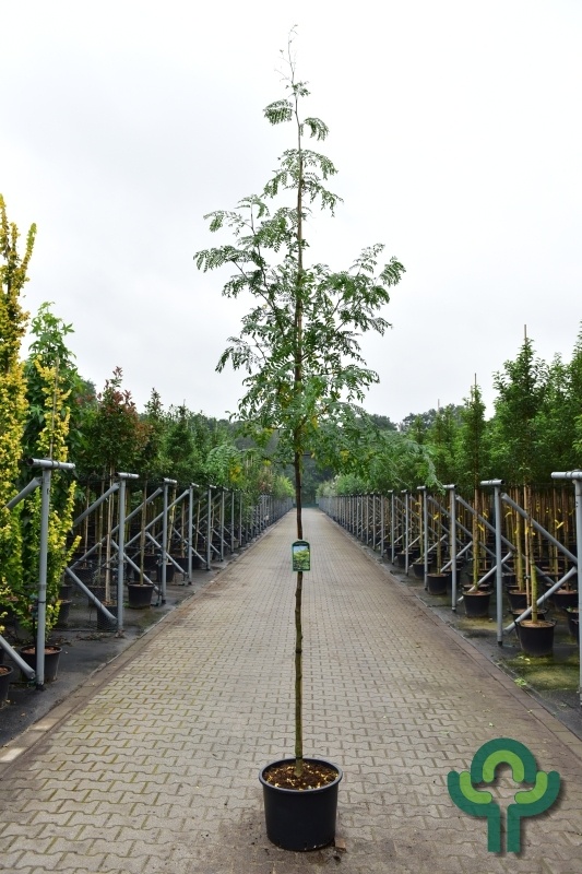 Valse christendoorn - Gleditsia triacanthos 'Skyline'