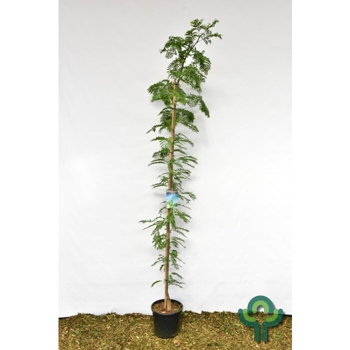 Gele Christusdoorn - Gleditsia triacanthos 'Sunburst'