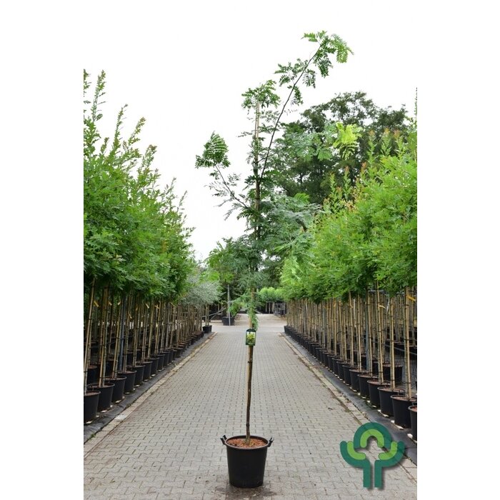 Gele Christusdoorn - Gleditsia triacanthos 'Sunburst'