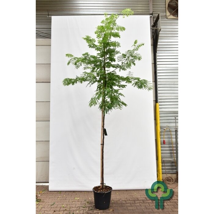 Gele Christusdoorn - Gleditsia triacanthos 'Sunburst'