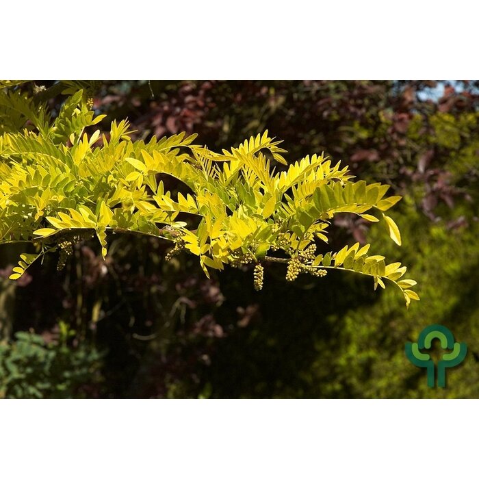 Gele Christusdoorn - Gleditsia triacanthos 'Sunburst'