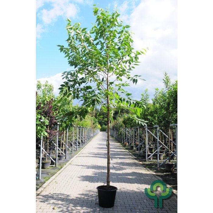 Sneeuwklokjesboom - Halesia monticola