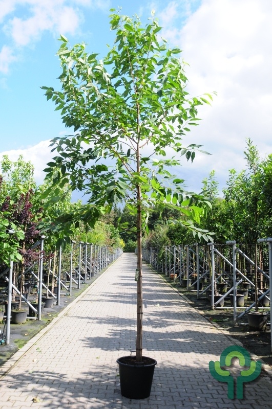 Sneeuwklokjesboom - Halesia monticola