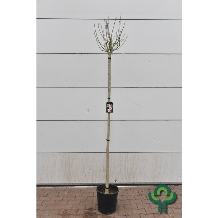 Hibiscus op stam - Hibiscus syriacus 'Hamabo'