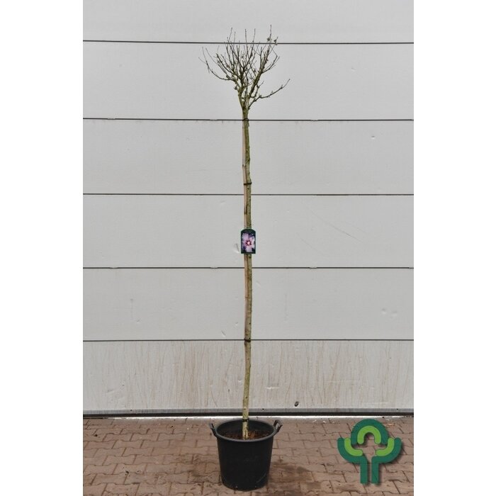 Hibiscus op stam - Hibiscus syriacus 'Oiseau Bleu'