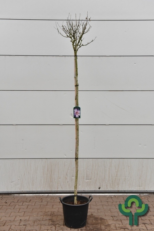 Hibiscus op stam - Hibiscus syriacus 'Oiseau Bleu'