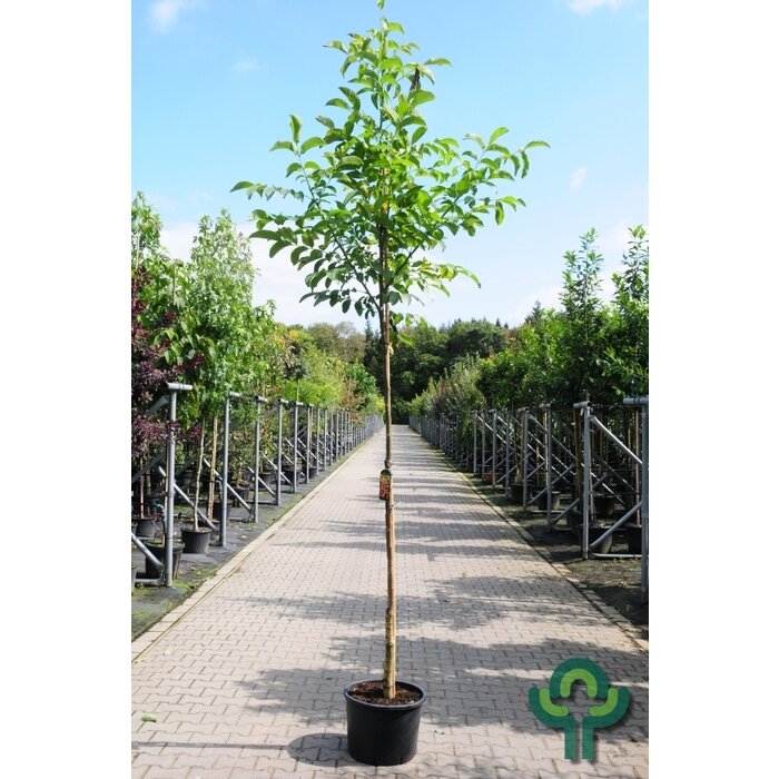 Walnootboom - Juglans regia