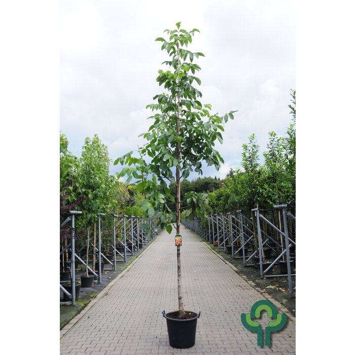 Walnootboom - Juglans regia