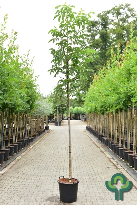 Walnootboom - Juglans regia 'Buccaneer'