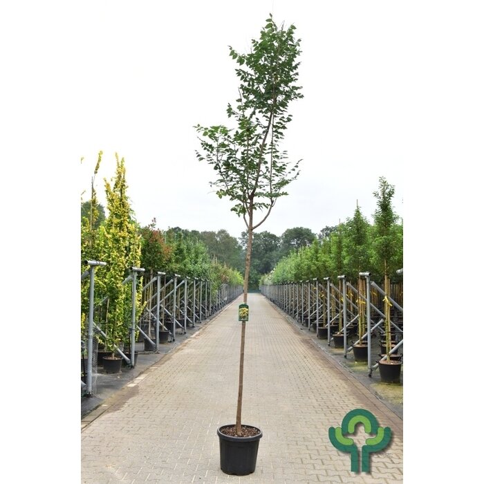 Gele Zeepboom  - Koelreuteria paniculata