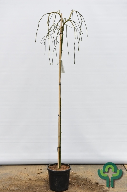 Treur gouden regen - Laburnum alpinum 'Pendulum'