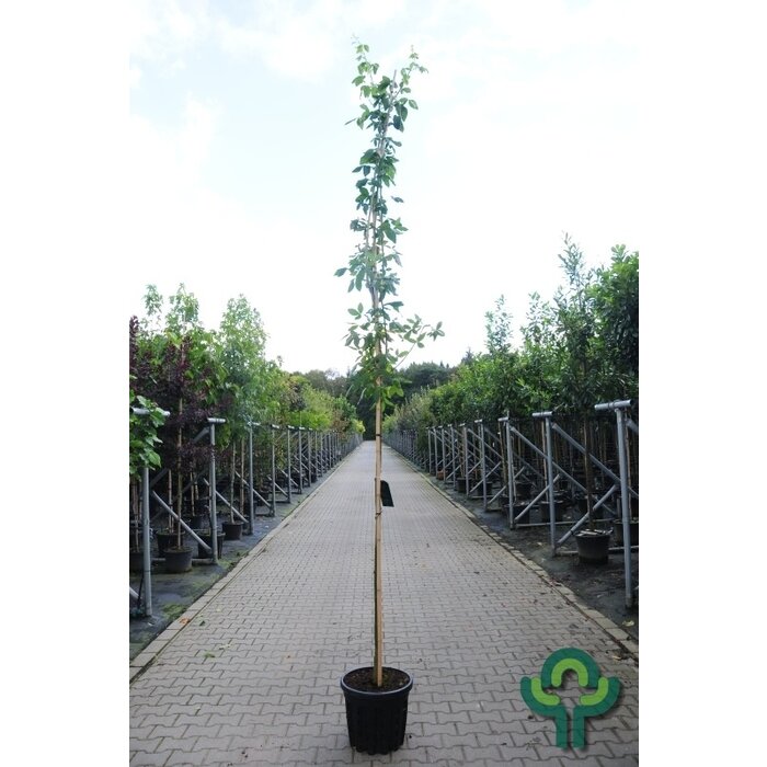 Gouden regen - Laburnum watereri 'Vossii'