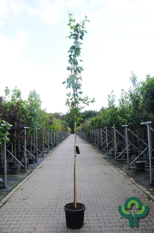 Gouden regen - Laburnum watereri 'Vossii'