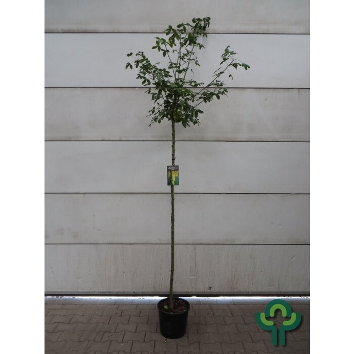 Gouden regen - Laburnum watereri 'Vossii'