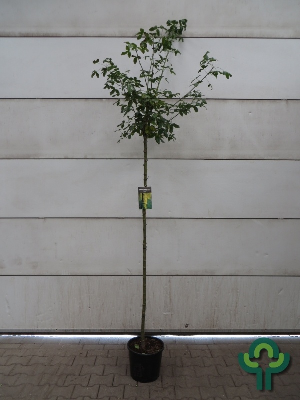 Gouden regen - Laburnum watereri 'Vossii'