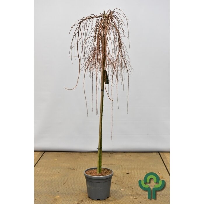 Lork op stam - Larix kaempferi 'Stiff Weeper'