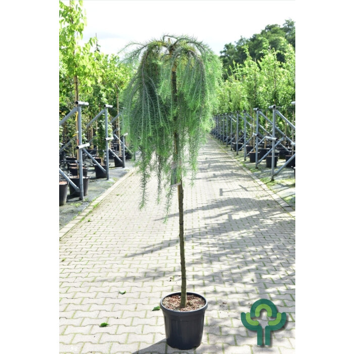 Lork op stam - Larix kaempferi 'Stiff Weeper'