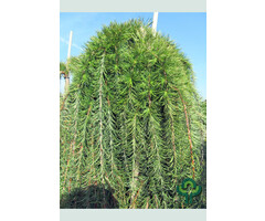 Lork op stam - Larix kaempferi 'Stiff Weeper'