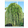 Lork op stam - Larix kaempferi 'Stiff Weeper'