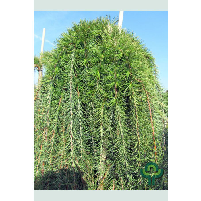 Lork op stam - Larix kaempferi 'Stiff Weeper'