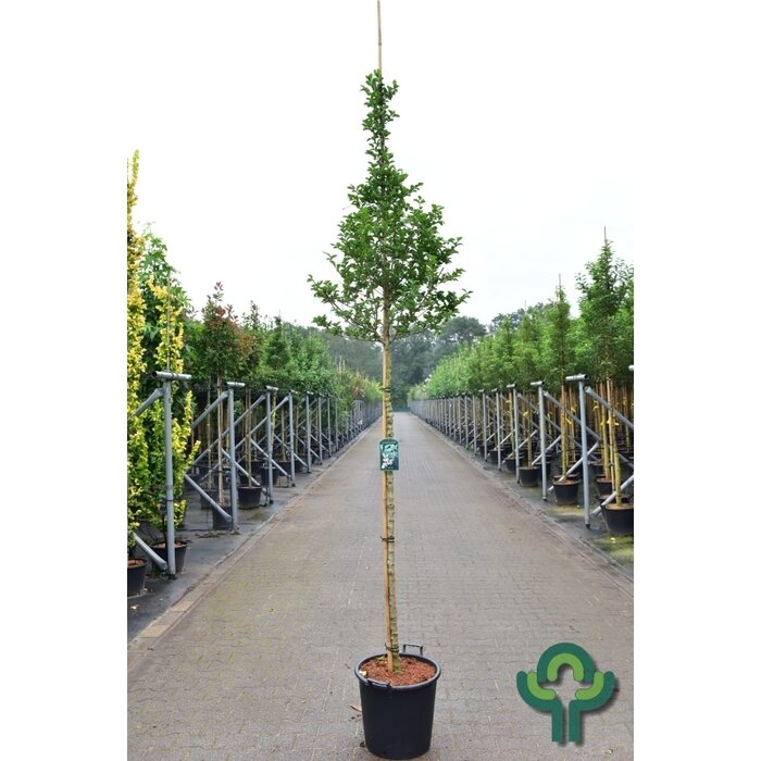 Liguster boom - Ligustrum ovalifolium