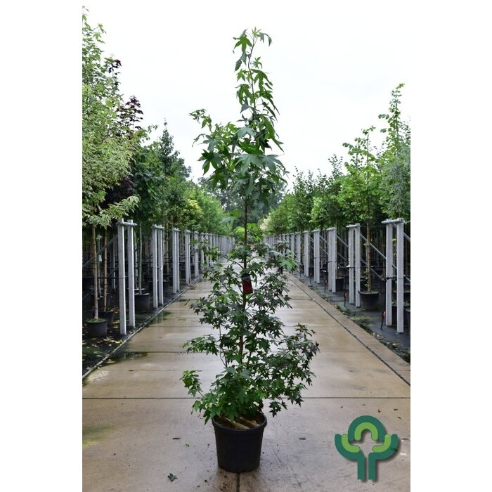 Amberboom - Liquidambar styraciflua