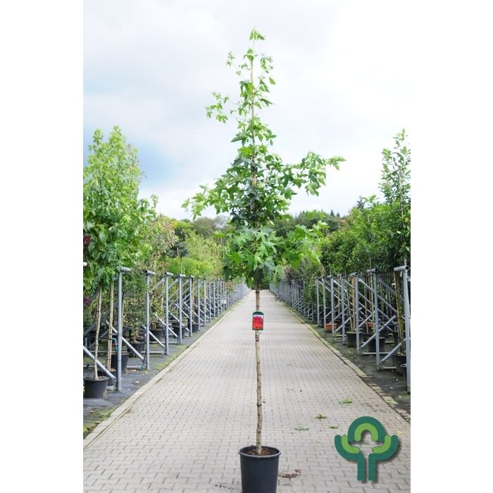 Amberboom - Liquidambar styraciflua