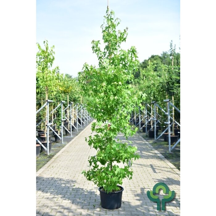 Amberboom - Liquidambar styraciflua