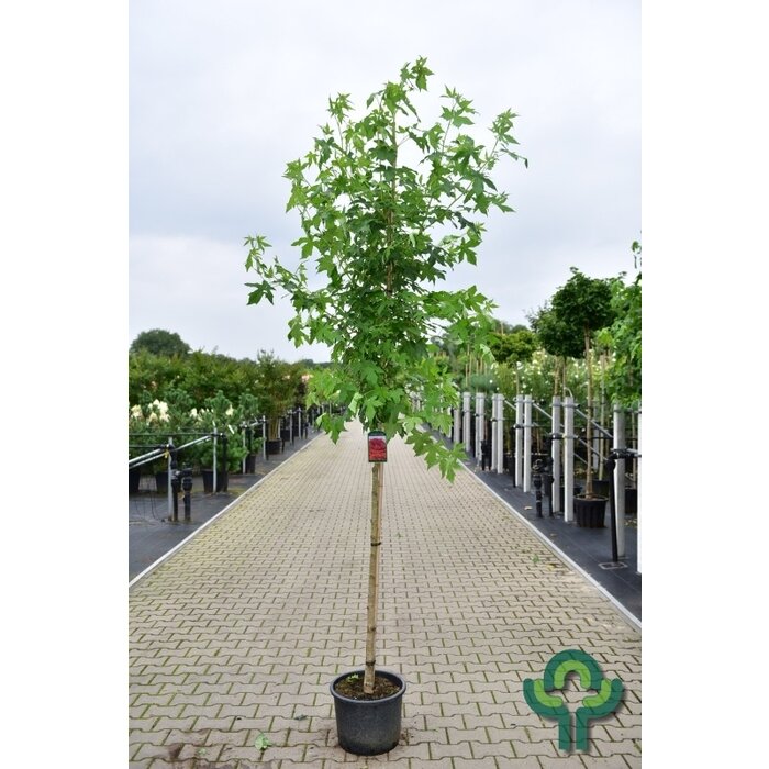 Amberboom - Liquidambar styraciflua