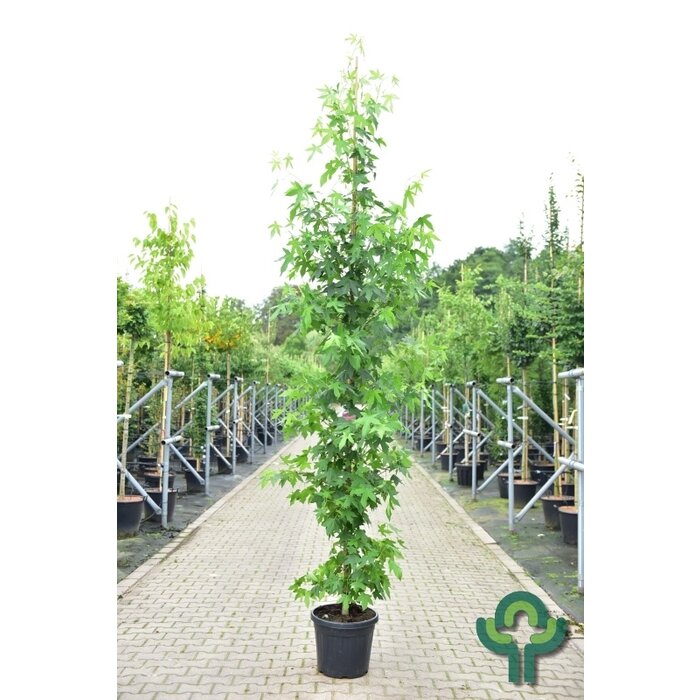 Amberboom - Liquidambar styraciflua