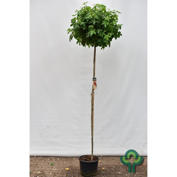 Bolamberboom op stam - Liquidambar styraciflua 'Gum Ball'
