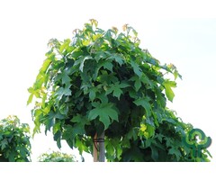 Bolamberboom op stam - Liquidambar styraciflua 'Gum Ball'