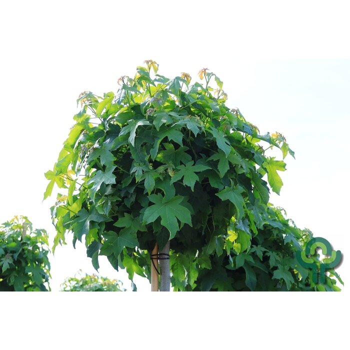 Bolamberboom op stam - Liquidambar styraciflua 'Gum Ball'