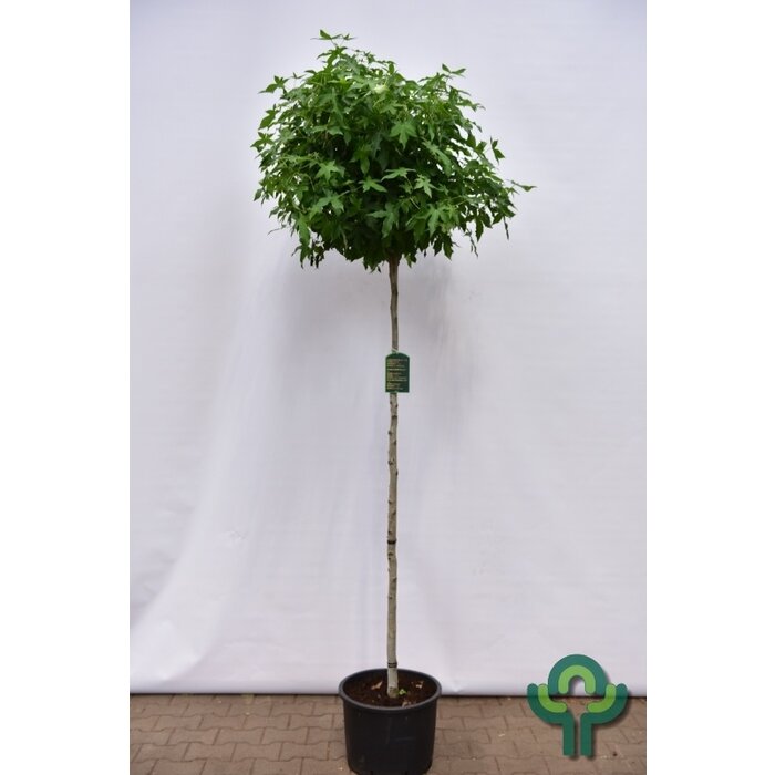 Bolamberboom op stam - Liquidambar styraciflua 'Gum Ball'