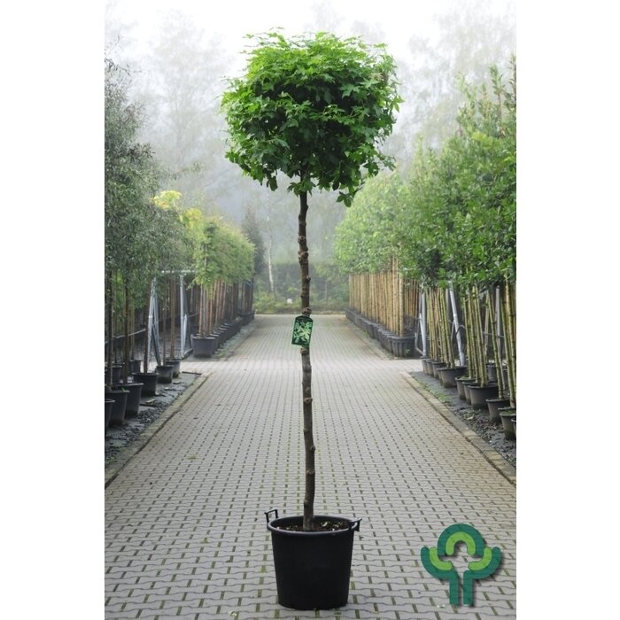 Bolamberboom op stam - Liquidambar styraciflua 'Gum Ball'