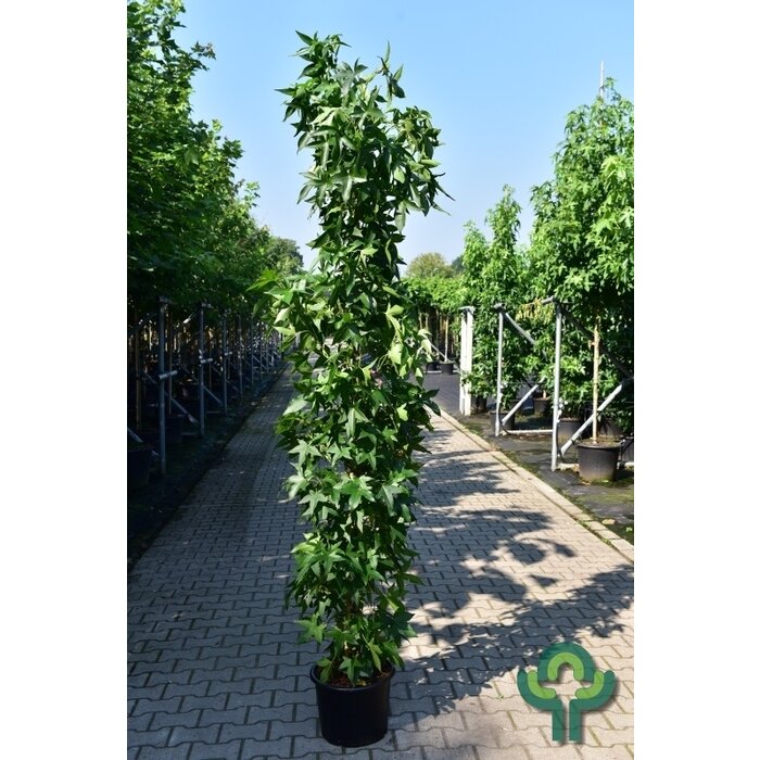 Zuilvormige amberboom - Liquidambar styraciflua 'Slender Silhouette'