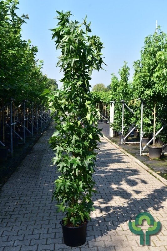 Zuilvormige amberboom - Liquidambar styraciflua 'Slender Silhouette'