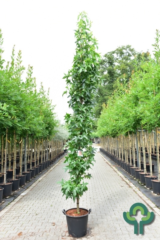 Zuilvormige amberboom - Liquidambar styraciflua 'Slender Silhouette'